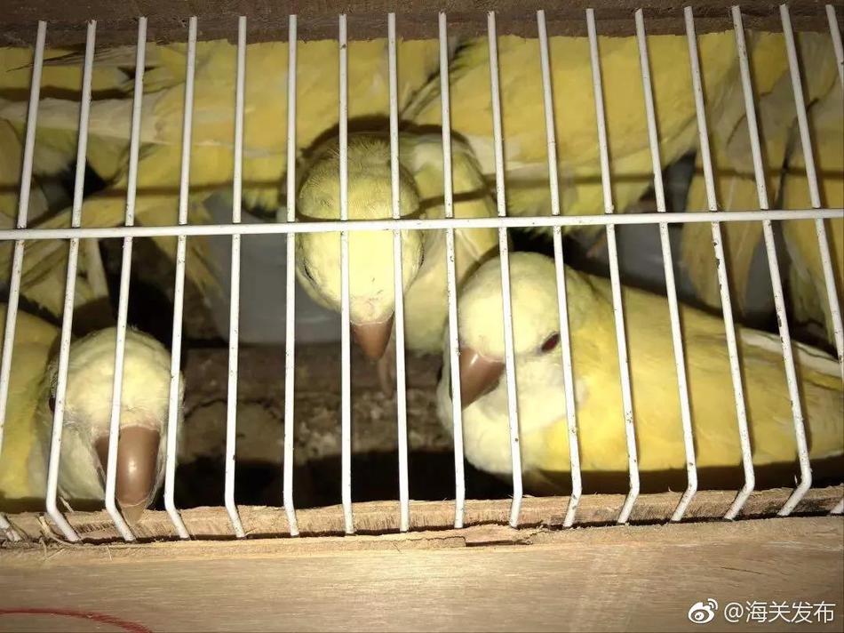 Zᡰєࡱl p֕rķ